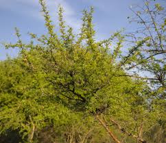 Image result for Ochna pulchra