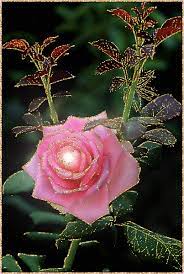 Pin By Zip Pop On Pretty Petals Rose Flower Flowers Petals