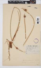 Image result for Fuirena pachyrrhiza