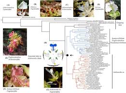 Image result for Anthonotha macrophylla