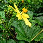 Image result for Cogniauxia