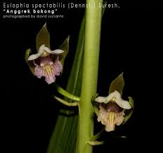 Image result for Eulophia calantha