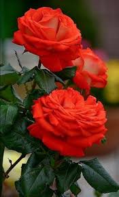 Image result for image of rose flower