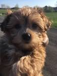 Yorkie Poo Puppies For Sale • Adopt Your Puppy Today ...