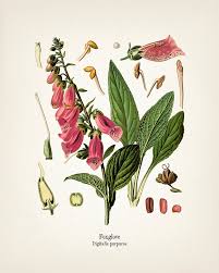 Image result for Digitalis purpurea