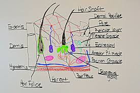 Skin Integumentary System Review For Anatomy Physiology