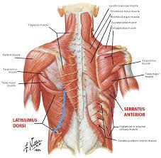 Muscular System Science Muscle Human Anatomy Biology