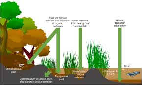 Characteristics and treatment methods for peat water as clean water  sources: A mini review