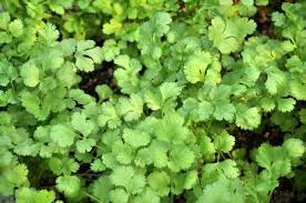 Image result for Coriandrum