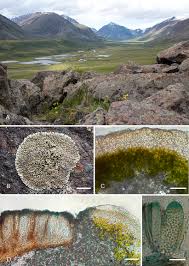 The reserve with the same name is located in the republic of tyva of the russian federation. A E Sporastatia Crassulata A Type Locality Mongun Taiga Massif Download Scientific Diagram