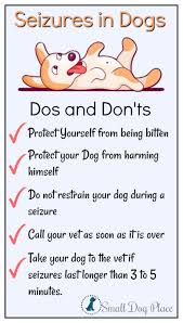 The only thing i can tell you is where mine came from. Seizures In Dogs What You Must Know To Help Your Dog