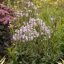 Why are the stems flopping on my miss manners plant? Physostegia Virginiana Pink Manners Pp23482 Perennial Resource