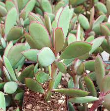 Image result for Senecio greenwayi