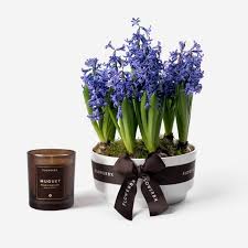 We did not find results for: Twilight Blue Hyacinth Spring Bulbss Potted Flower Bulbs Luxury Flower Delivery Across Nyc Flowerbx Us