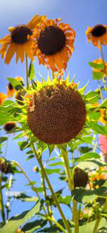 دوار الشمس عباد الشمس باقات زهور مسكات عرايس اكسبلورر وردي زهور انتي باقات ورد ورود جوري flowers plants dandelion