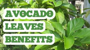 Boost Your Health With The Healing Properties Of Avocado Leaves Southlands Sun