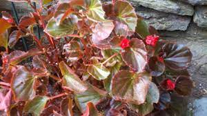 Maybe you would like to learn more about one of these? It Don T Begone Yet Plantkiller Queen Of The Desert