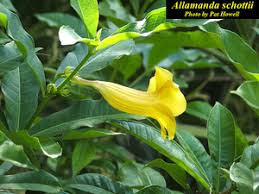 Image result for Allamanda schottii