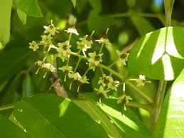 Image result for Blighia