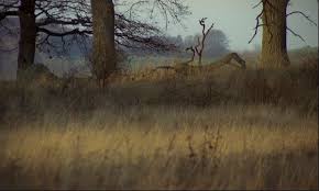 Kristina, karl oskar and robert are all played by very attractive people but robert is often covered in dirt, and. Criterion Channel On Twitter Celebrating Some Of The Stunning Cinematography To Come Out Of 1971 The Emigrants Photographed By Jan Troell