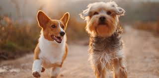 The labrador retriever has been the akc's most popular dog for 24 consecutive years. Dog Breed Quiz Identify If You Can Proprofs Quiz