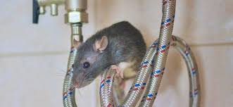 Mice will get in the house by stumbling upon one of the common entry points. The Trick To Handling A Rat Infestation In Your D C Home