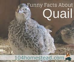 How to keep quail out of your garden. What Is My Quail Doing Odd Behavior In Quail