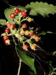 Image result for Psychotria heterosticta