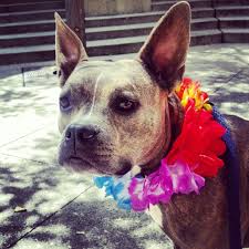 French bulldog + chihuahua (french bullhuahua) pinterest. Frenchy French Bulldog Bull Terrier Mix Bull Terrier Mix French Bulldog Mix Terrier Mix