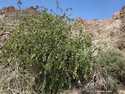 Image result for Salvadora