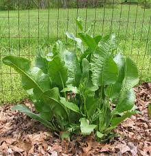 5 × 106 cfu/g, saigon pesticide co. Horseradish Plants Plant Sale Horseradish Plant
