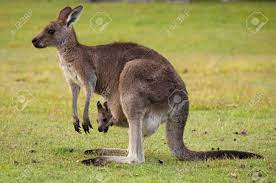 As for eastern gray kangaroos, they stay in their mother's pouch for 11 months, & suckle their mother's milk until 18 months. Buy Baby Kangaroo In Pouch