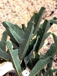 Image result for Adenia repanda