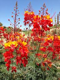 Red Bird Of Paradise Arizona Pin On Local Color Cochella Valley Ca