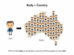 Cytoplasm, ribosomes, rough endoplasmic reticulum; Immunity Analogy Bioninja