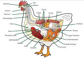 digestive system poultry hub