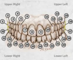 How Are Teeth Numbered And Teeth Numbering Charts 2019