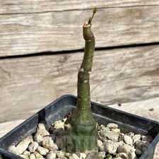 Image result for Adenia stenodactyla