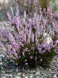 Image result for Calluna vulgaris