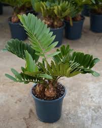 Image result for Zamia