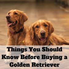 Golden retrievers are beautiful animals with an enormous capacity for love and loyalty. 13 Things To Consider Before Buying A Golden Retriever Pethelpful By Fellow Animal Lovers And Experts