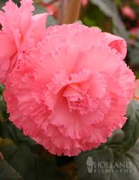 Image result for Begonia iucunda