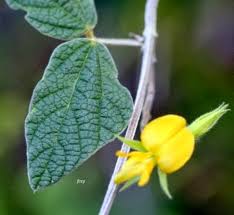 Image result for Rhynchosia resinosa