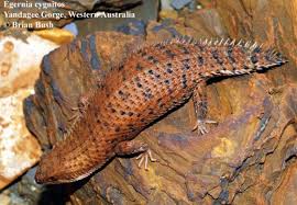 Image result for Rytigynia kiwuensis