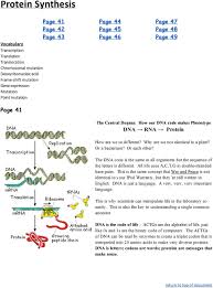 Codons can be either in the mrna or the dna from which the rna is transcribed. Protein Synthesis Page 41 Page 44 Page 47 Page 42 Page 45 Page 48 Page 43 Page 46 Page 49 Page 41 Dna Rna Protein Vocabulary Pdf Free Download