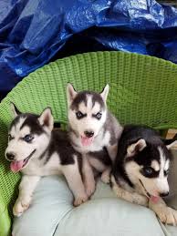 Husky puppies for sale in va. Siberian Husky Puppies Registered For Sale In Richmond Virginia