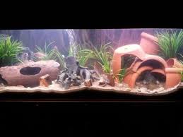 Is it possible that you are currently imagining about aquarium for home decoration. Aquarium Decorations Ratemyfishtank Com