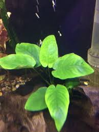 Is My Anubias Healthy Aquarium Plants 289365