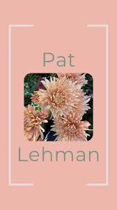 Introducing….Pat Lehman!, This lady is one of our most popular  chrysanthemums for a reason! She is the sweetest shade of peach and soft  pink and is just so beautiful! It is a small height plant ...