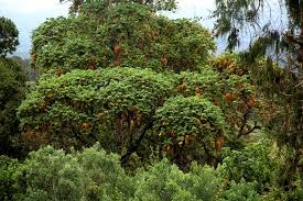 Image result for Hagenia abyssinica